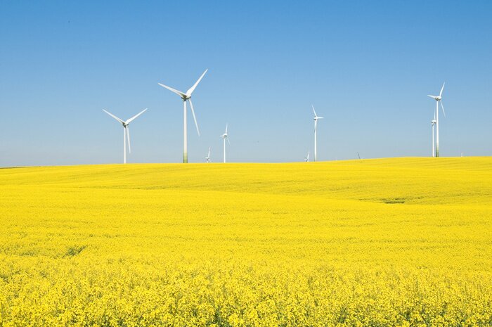 Bild Gelbfeld-Windräder