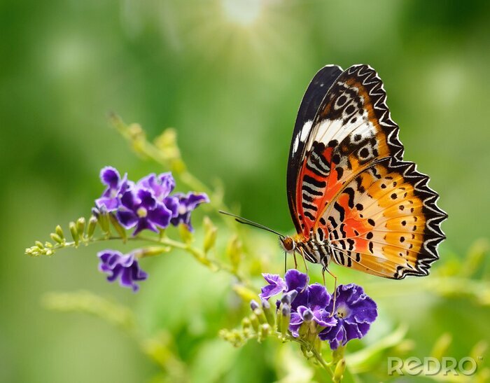 Bild Gemusterter Schmetterling und Natur