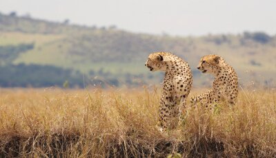 Geparden in Afrika