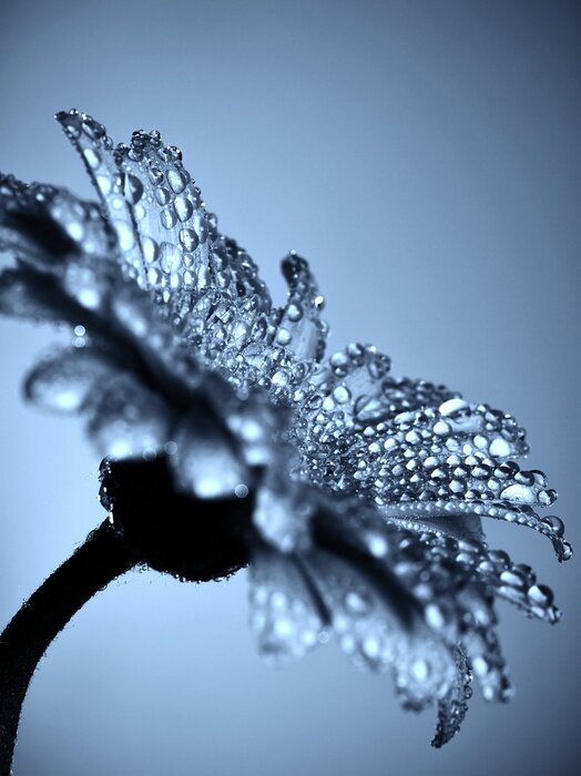 Bild Gerbera und Tautropfen