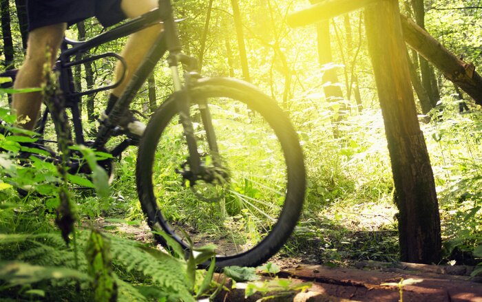 Bild Geschicklichkeitssport im Wald