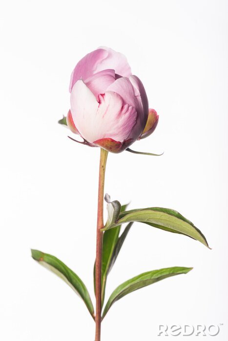 Bild Geschlossene Pfingstrose bereit zu blühen