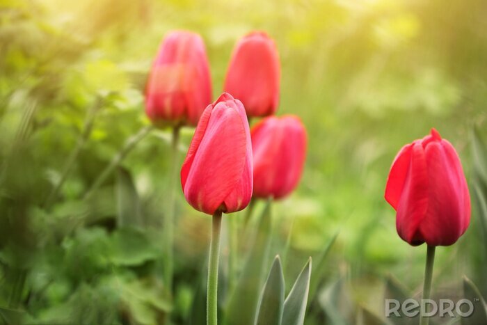 Bild Geschlossene rote Tulpen