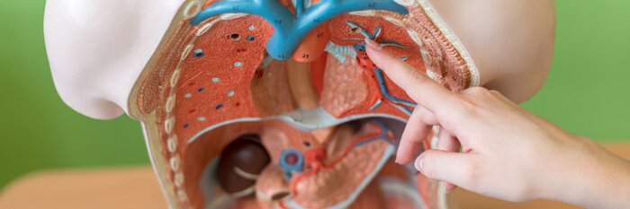 Bild Gesunde menschliche Organe