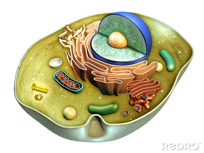 Bild Gesundheit Querschnitt der Zelle