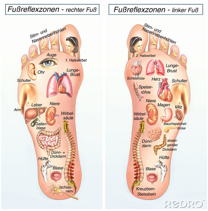 Bild Gesundheit und Schönheit Fußreflexzonen