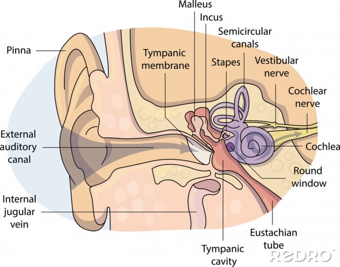 Bild Gesundheitliche Innenansicht des Ohrs