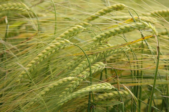 Bild Getreide als Natur