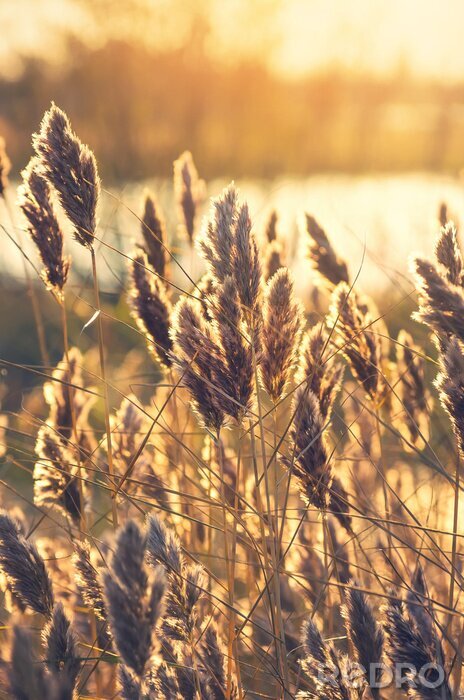 Bild Getreide am frühen Morgen