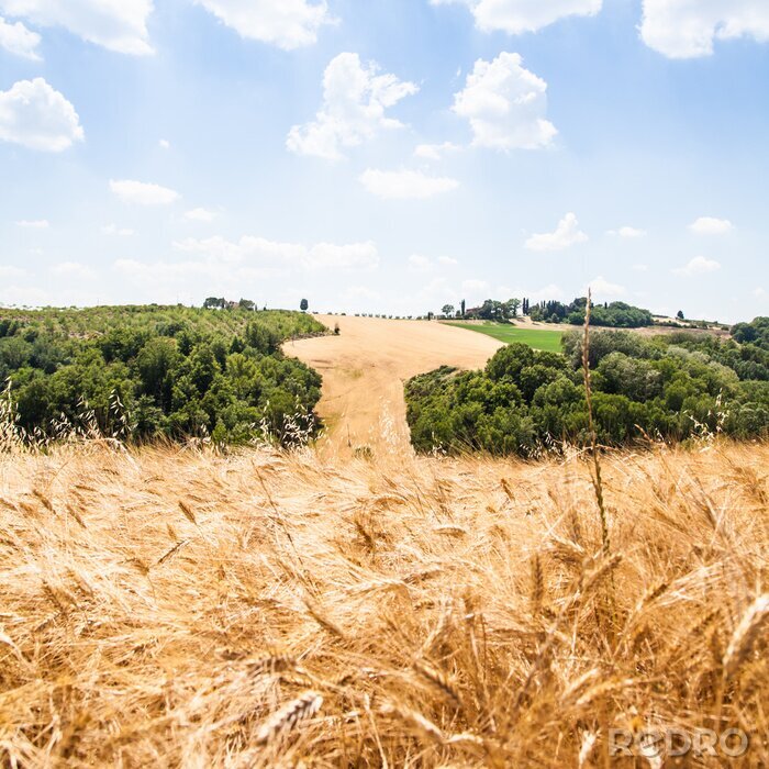 Bild Getreide in der Toskana