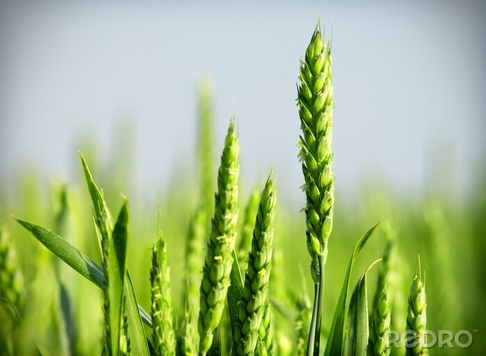 Bild Getreide unter Natur