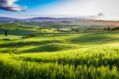 Getreidefeld in der Toskana