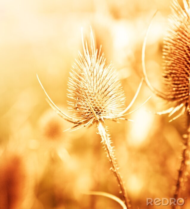 Bild Getrocknete Distel als Natur