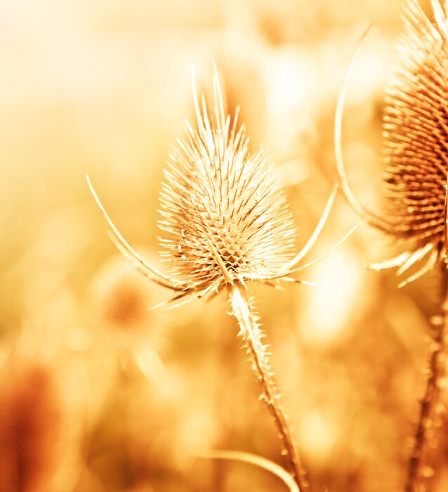 Bild Getrocknete Distel als Natur