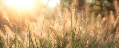 Bild Getrocknete Gräser in der Sonne