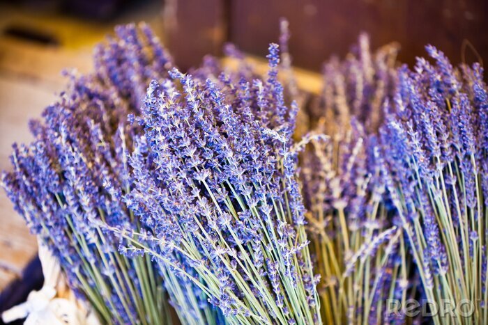 Bild Getrocknete Lavendelsträuße