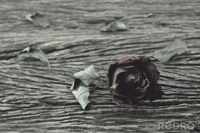 Bild Getrocknete Rose auf hölzernem Hintergrund