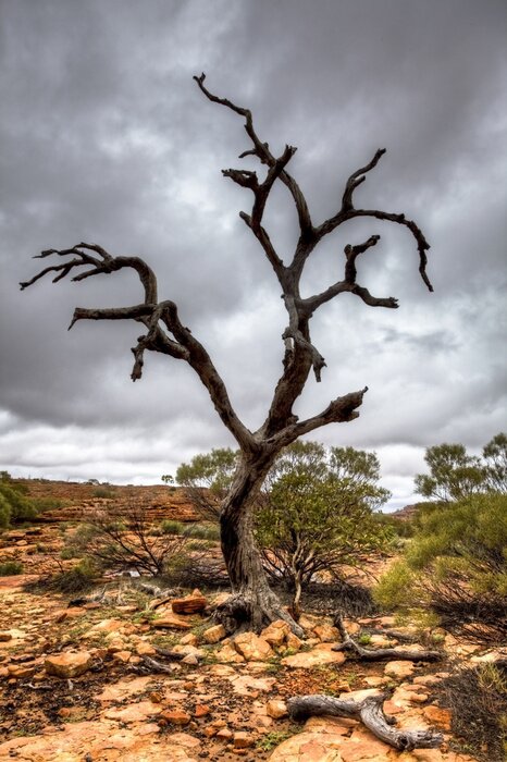 Bild Getrockneter Baum
