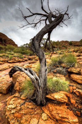 Bild Getrockneter Baum auf Felsen