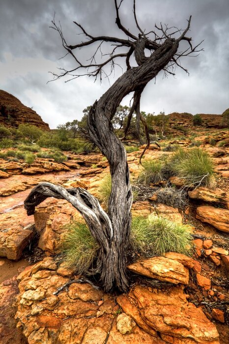 Bild Getrockneter Baum auf Felsen