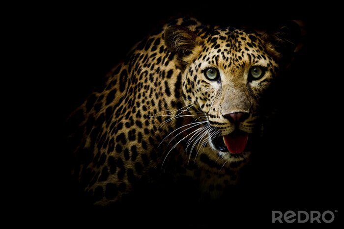 Bild Getüpfelter Leopard auf dunklem Hintergrund