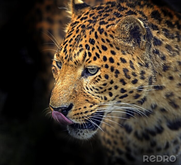 Bild Getüpfeltes Tier auf dunklem Hintergrund