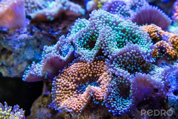 Bild Gewelltes Korallenriff