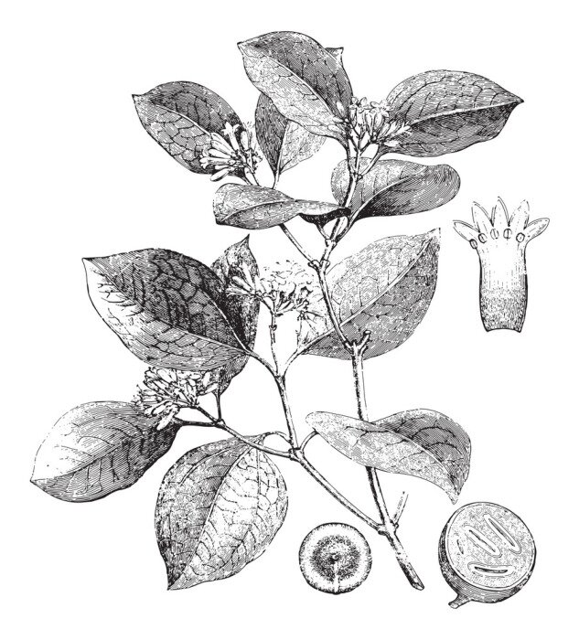 Bild Gewöhnliche Brechnuss schwarz-weiße Skizze