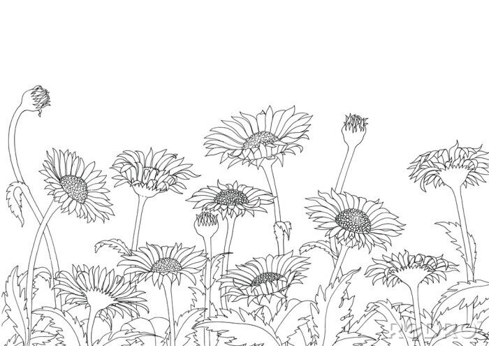 Bild Gezeichnete Gänseblümchen