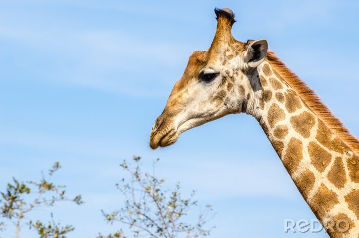 Bild Giraffa, Safari, Krüger Park - Sudafrica