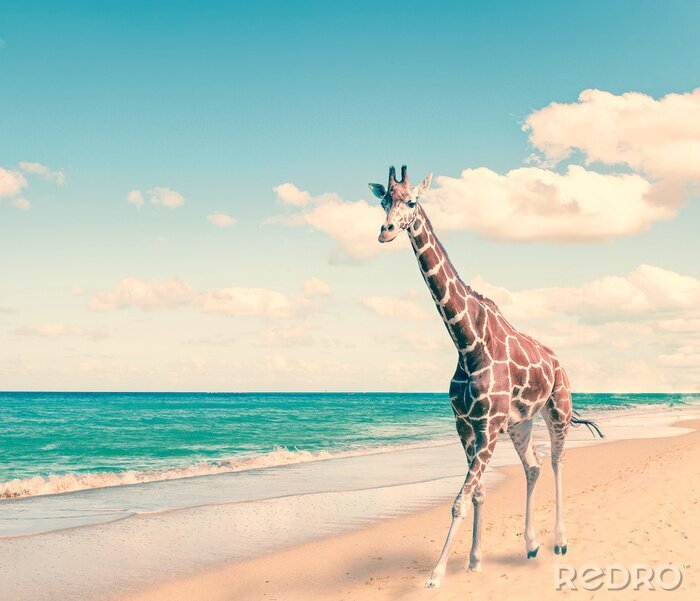 Bild Giraffe am Strand