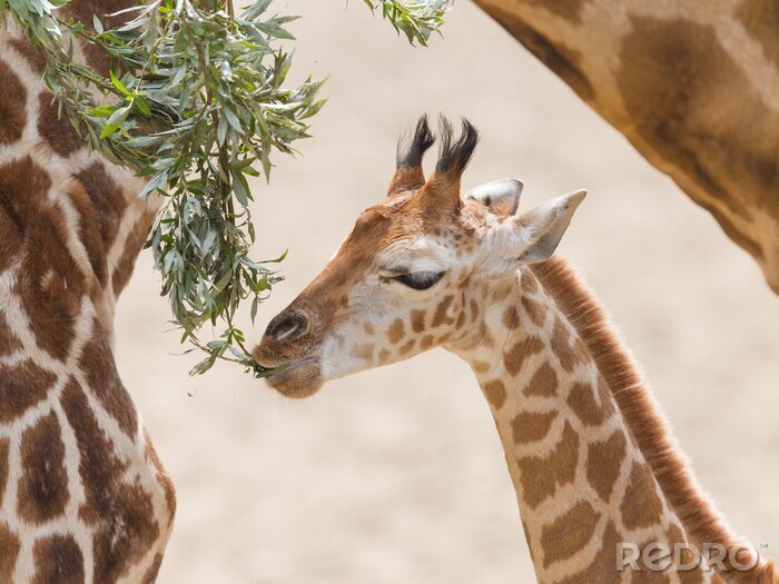 Bild Giraffe frisst Blätter am Baum