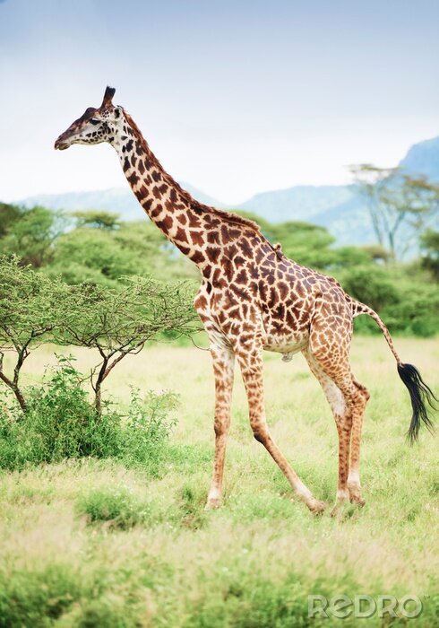 Bild Giraffe in Afrika