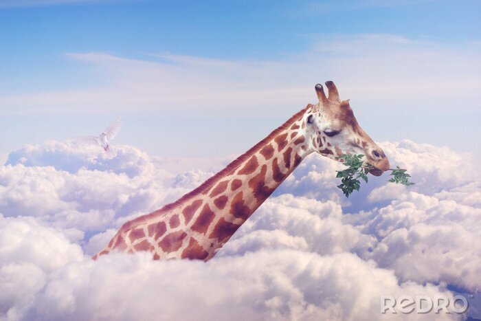 Bild Giraffe in den Wolken