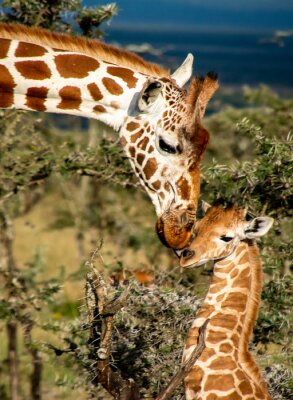 Bild Giraffe mit Baby 3D