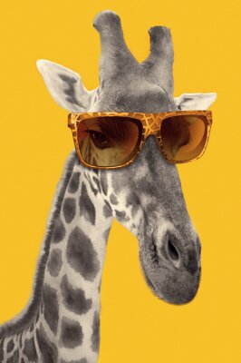Giraffe mit Sonnenbrille