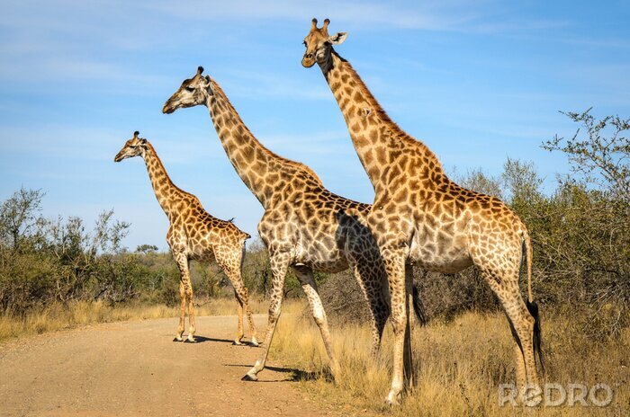Bild Giraffen, die die Straße überqueren