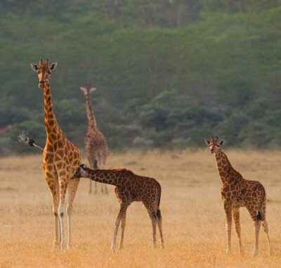 Giraffen in der Savanne spazierend