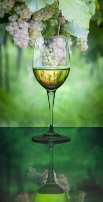 Bild Glas Weißwein auf Fruchthintergrund