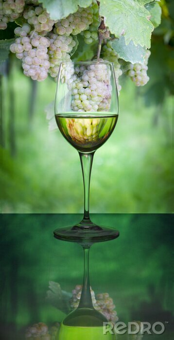Bild Glas Weißwein auf Fruchthintergrund