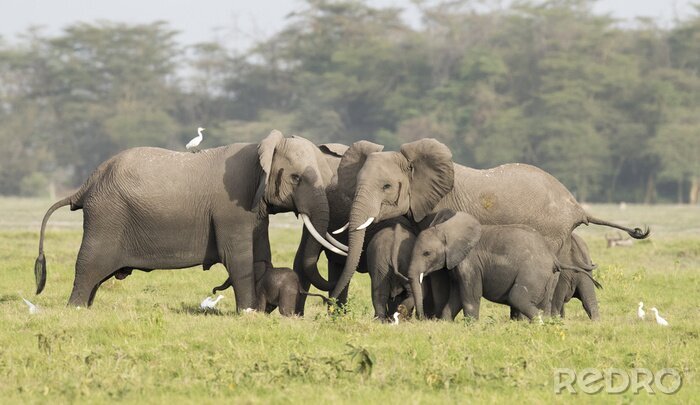Bild Glückliche Elefanten