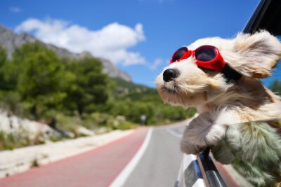 Bild Glücklicher Hund im Auto