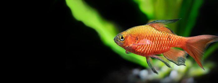 Bild Goldfisch Aquarium