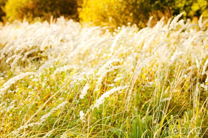 Bild Gräser auf der Herbstwiese nach Maß myredro.de