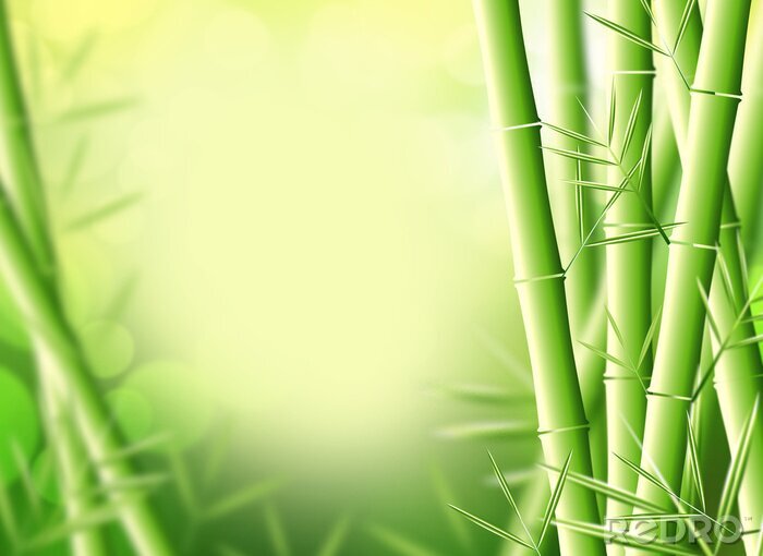 Bild Grafische Bambussprossen