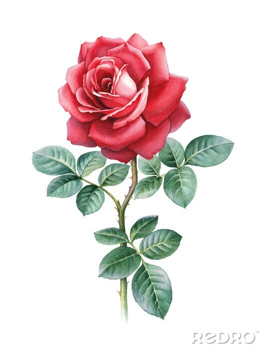 Bild Grafische Darstellung der roten Rose