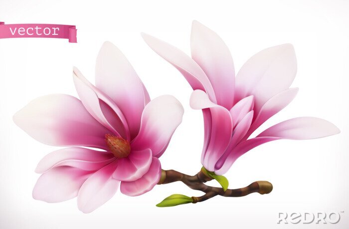 Bild Grafische Magnolien in 3D