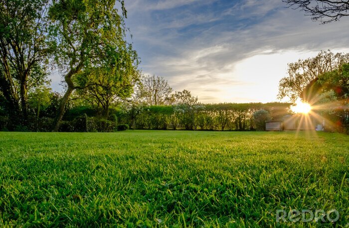 Bild Gras Garten und Sonnenuntergang