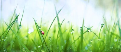 Bild Gras mit Marienkäfer im Tau