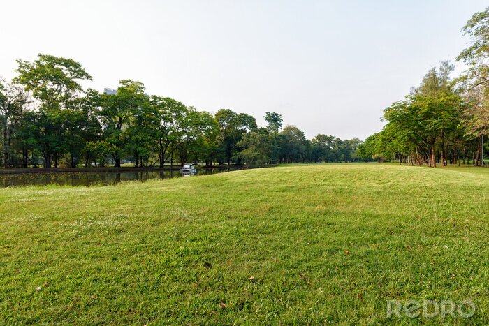 Bild Gras und Bäume am sonnigen Tag